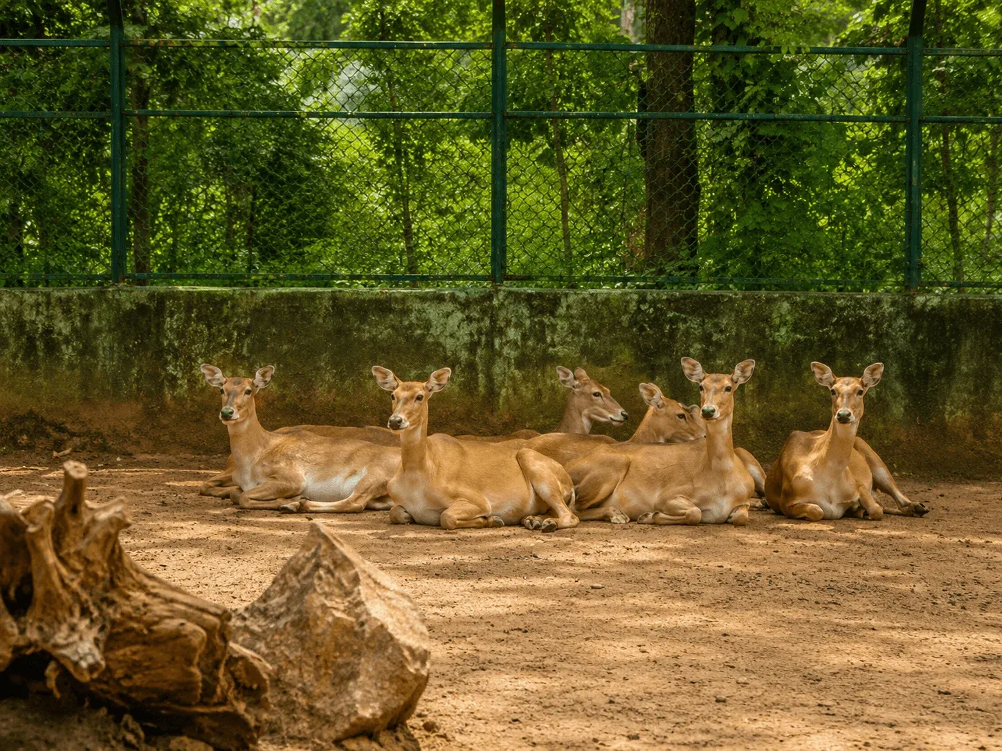 Lion at Nandan Van Safari
